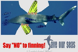 say NO to fining ! by Claudia Weber-Gebert 